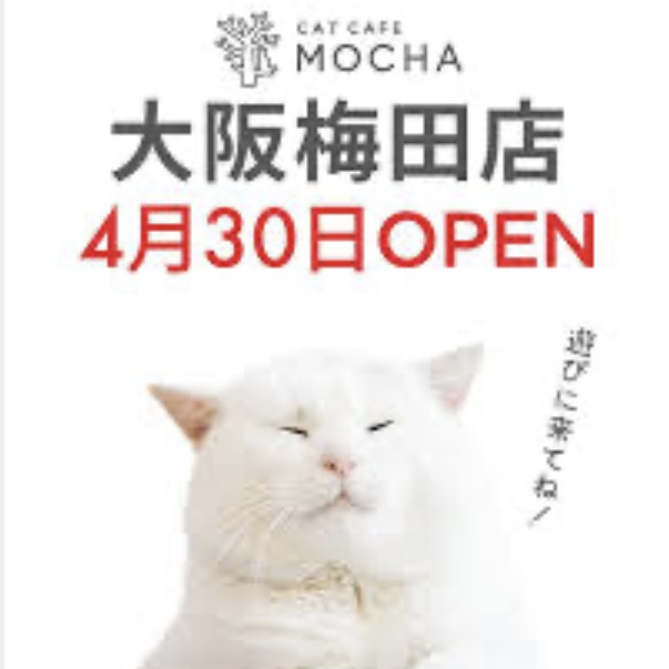 猫カフェMOCHA 4/30オープン